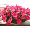 2015 Newest Hybrid Petunias Seeds For Cultivation